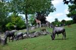 2013 07 06 beauval 061